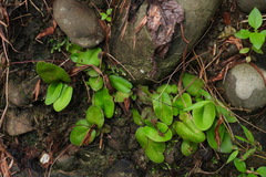 Mickelopteris cordata