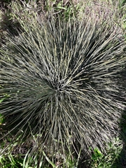 Aciphylla squarrosa