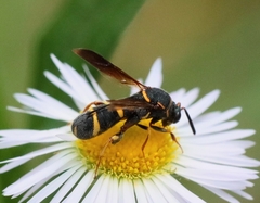 Leucospis affinis