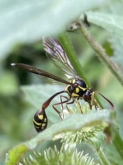 Eustenogaster spinicauda