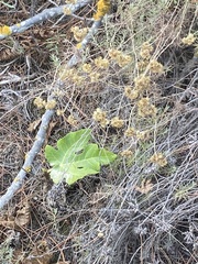 Helichrysum stoechas