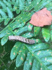 Melanchra persicariae