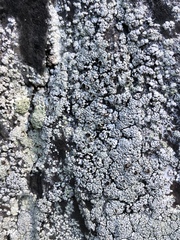 Lecanora argopholis