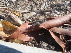 Lactista gibbosus
