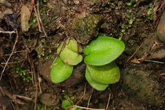 Mickelopteris cordata