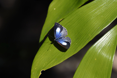 Eirmocides absimilis