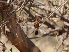 Upupa epops africana