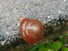 Quantula striata