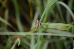 Roeseliana roeselii