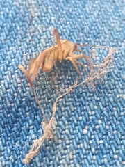 Adelphocoris quadripunctatus