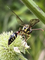 Eustenogaster spinicauda