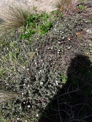 Pimelea