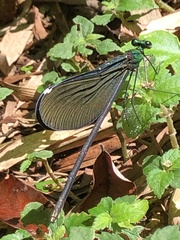 Matrona cyanoptera