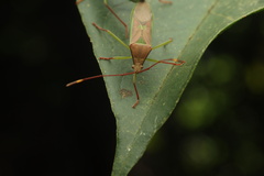 Homoeocerus graminis