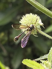 Eustenogaster spinicauda