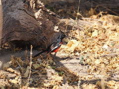 Laniarius atrococcineus