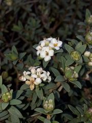 Pimelea