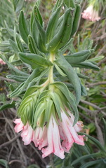 Lobostemon belliformis