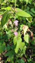 Silene dioica