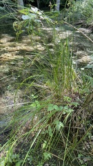 Carex decomposita