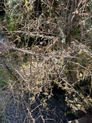 Dacrycarpus dacrydioides