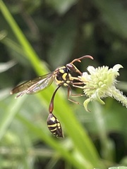 Eustenogaster spinicauda