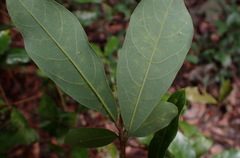 Litsea hypophaea