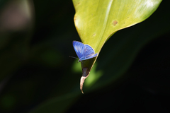 Eirmocides absimilis