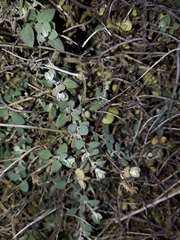Chenopodium triandrum