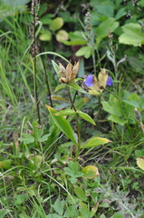 Gentiana