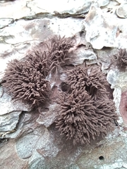 Stemonitis splendens