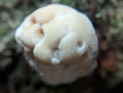 Fomitopsidaceae