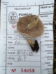 Hebeloma