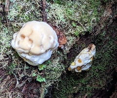 Fomitopsidaceae