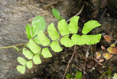 Adiantum philippense