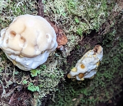 Fomitopsidaceae