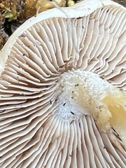 Hebeloma