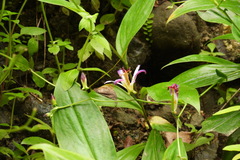 Tricyrtis lasiocarpa