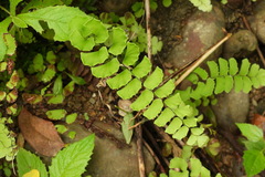 Adiantum philippense