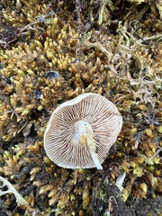 Hebeloma