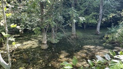 Carex decomposita