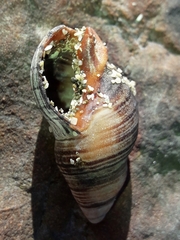 Cominella virgata