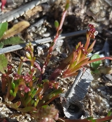 Calandrinia corrigioloides