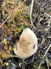 Hebeloma