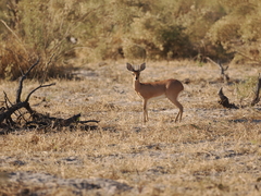 Raphicerus campestris