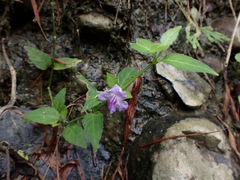Ruellia repens