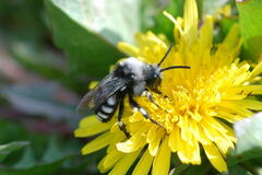 Melecta luctuosa