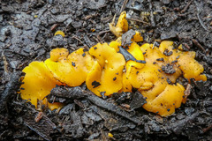 Phaeohelotium baileyanum