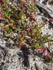 Calandrinia corrigioloides
