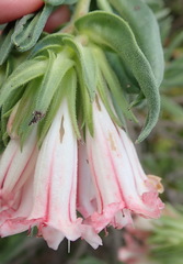 Lobostemon belliformis